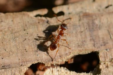 Myrmica rubra photo 27