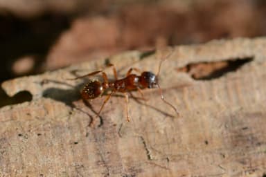 Myrmica rubra photo 28