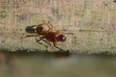 Myrmica rubra photo 29