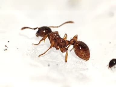 Myrmica rubra photo 33