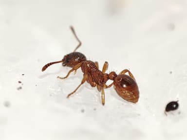 Myrmica rubra photo 34