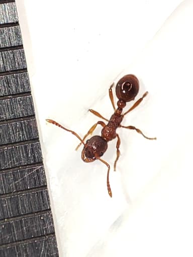 Myrmica rubra photo 35