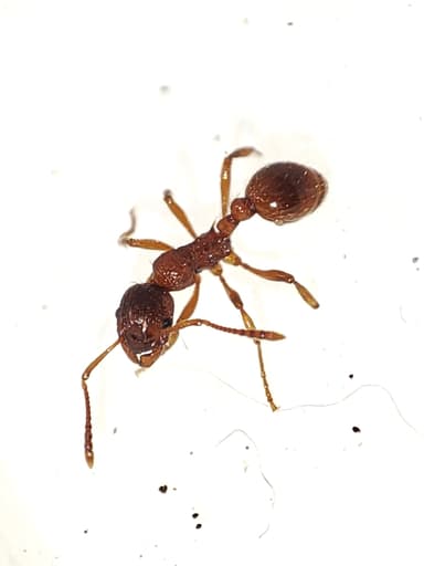 Myrmica rubra photo 36