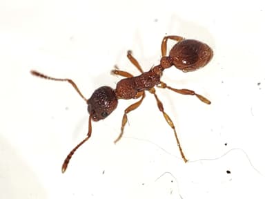 Myrmica rubra photo 37