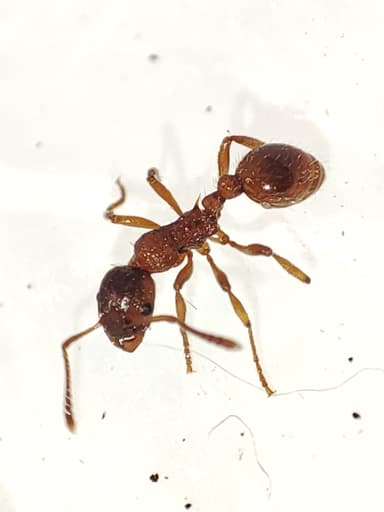 Myrmica rubra photo 38