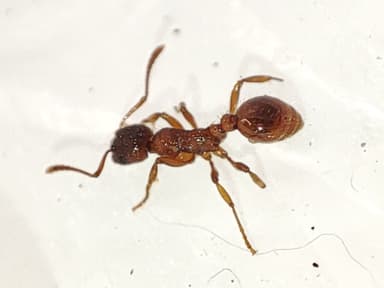 Myrmica rubra photo 39