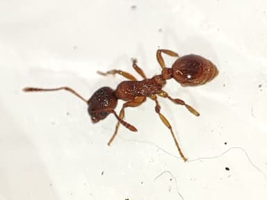 Myrmica rubra photo 40