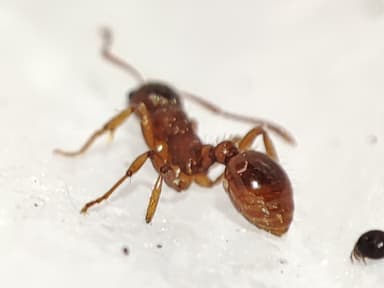 Myrmica rubra photo 41