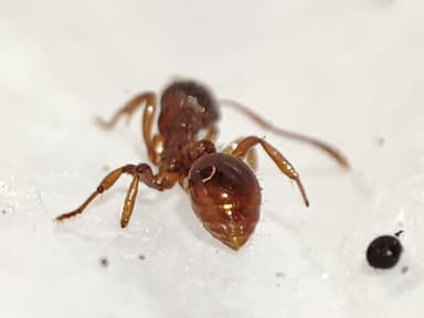 Myrmica rubra photo 42