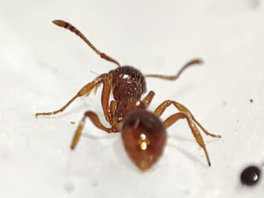 Myrmica rubra photo 43