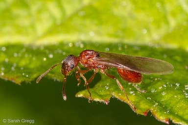Myrmica rubra photo 45
