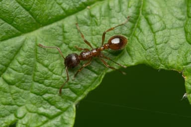 Myrmica rubra photo 47