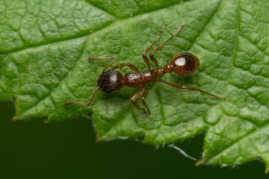 Myrmica rubra photo 48