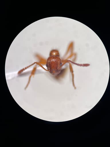 Myrmica rubra photo 50