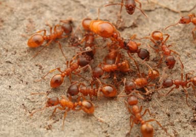 Myrmica rubra photo 53