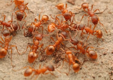 Myrmica rubra photo 54