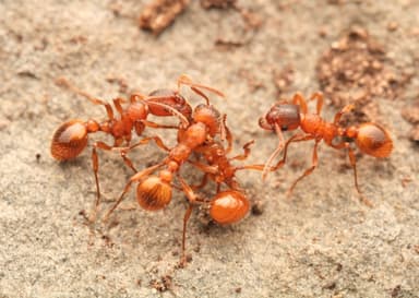 Myrmica rubra photo 55