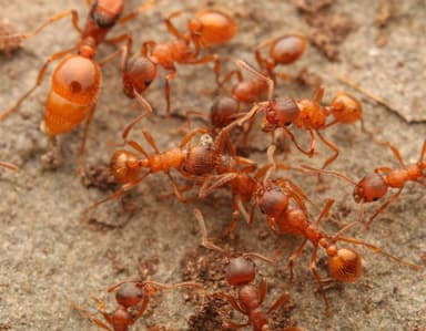 Myrmica rubra photo 56