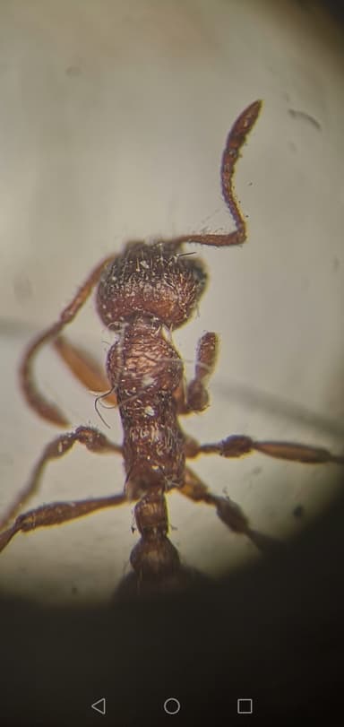Myrmica rubra photo 58