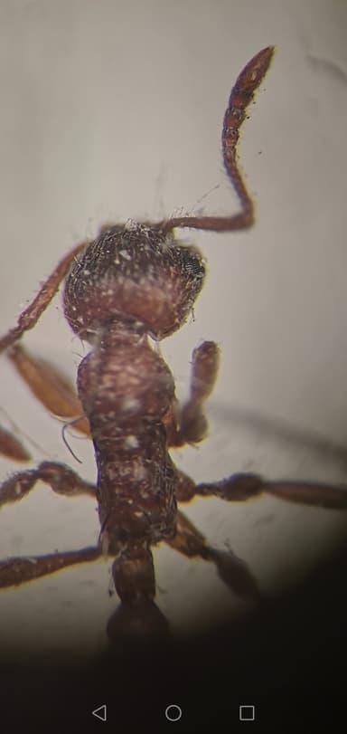 Myrmica rubra photo 59