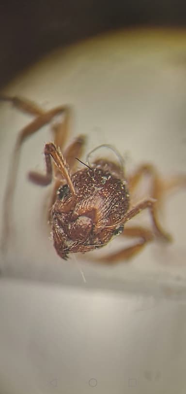 Myrmica rubra photo 61