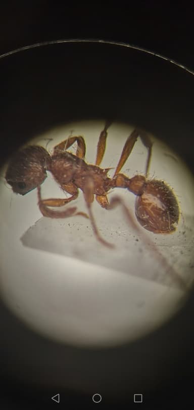 Myrmica rubra photo 62
