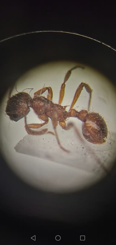 Myrmica rubra photo 63