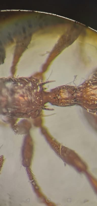 Myrmica rubra photo 66