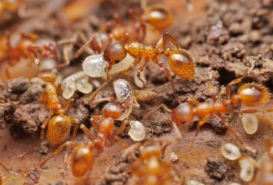 Myrmica rubra photo 68