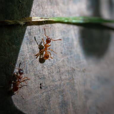 Myrmica rubra photo 69