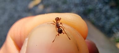 Myrmica rubra photo 70