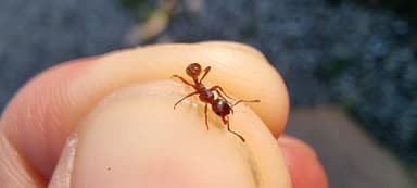 Myrmica rubra photo 71