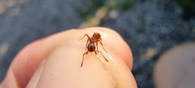 Myrmica rubra photo 72