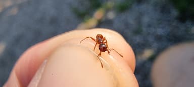 Myrmica rubra photo 73