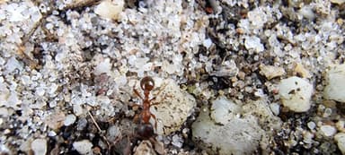 Myrmica rubra photo 77