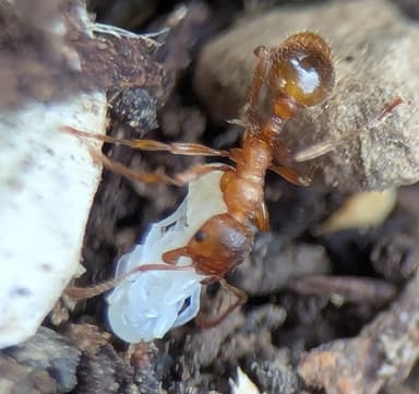 Myrmica rubra photo 78