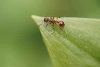 Myrmica rubra photo 79