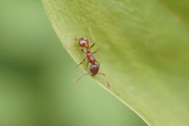 Myrmica rubra photo 80