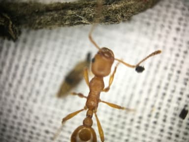 Myrmica rubra photo 81
