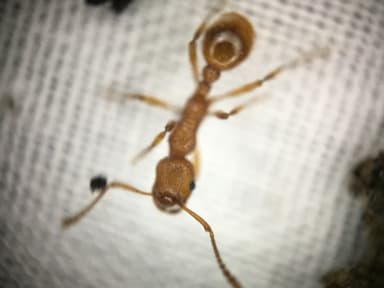 Myrmica rubra photo 82