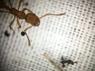 Myrmica rubra photo 83