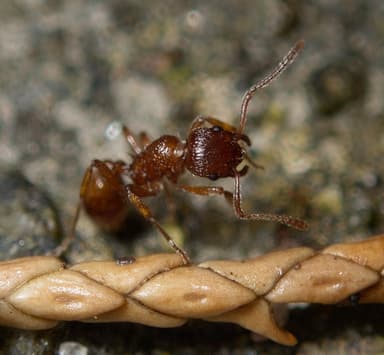 Myrmica rubra photo 86