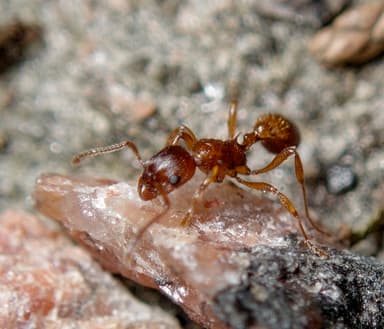 Myrmica rubra photo 87
