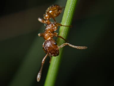Myrmica rubra photo 88