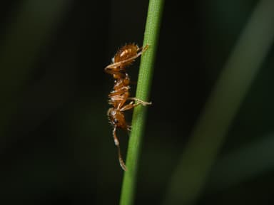 Myrmica rubra photo 89
