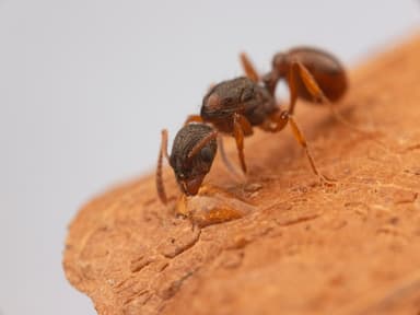 Myrmica rubra photo 91