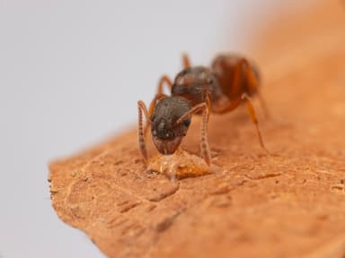 Myrmica rubra photo 92
