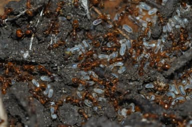 Myrmica rubra photo 93