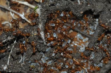 Myrmica rubra photo 94