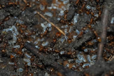 Myrmica rubra photo 96